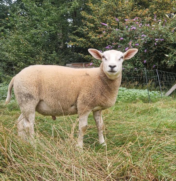 Swifter x Texelaar lammeren, Dieren en Toebehoren, Schapen, Geiten en Varkens, Schaap, Meerdere dieren