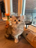 Kittens / poesjes/ kater, Meerdere dieren