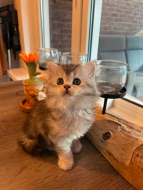 Kittens / poesjes/ kater, Dieren en Toebehoren, Katten en Kittens | Raskatten | Langhaar, Meerdere dieren