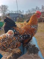 Broedeieren Sabelpootkriel, Geslacht onbekend, Kip