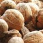 notenbomen, Tuin en Terras, Planten | Bomen, Ophalen, Volle zon, Overige soorten, 100 tot 250 cm