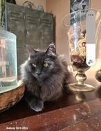 Maincoon Maine coon poes herplaatsing, Dieren en Toebehoren, Katten en Kittens | Raskatten | Langhaar, Poes