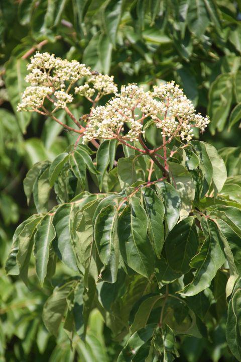 Heptacodium zevenzonenboom, Tuin en Terras, Planten | Struiken en Hagen, Overige soorten, Ophalen