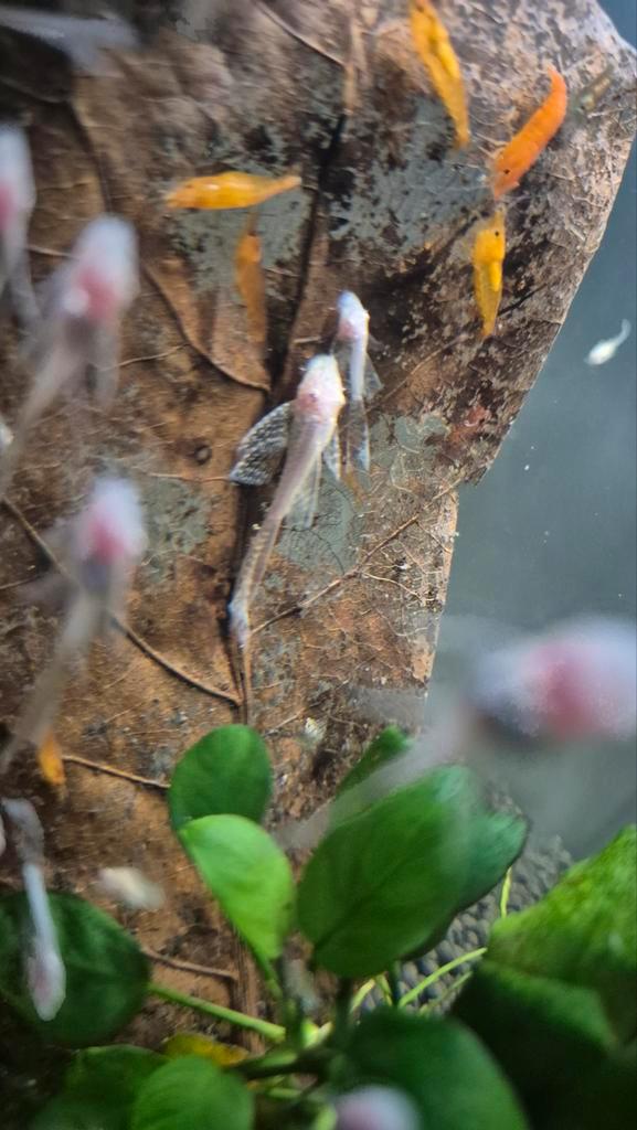 L144 Algeneter Ancistrus albino jongen longfin en shortfin, Dieren en Toebehoren, Vissen | Aquariumvissen, Vis