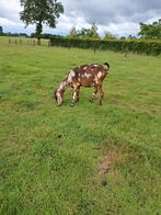 2 Nubische geiten, Dieren en Toebehoren, Schapen, Geiten en Varkens, Vrouwelijk, Geit