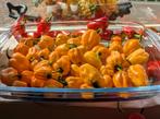 Habaneros, Diversen, Levensmiddelen, Ophalen