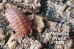 Porcellio ovalis 'Red', Overige soorten