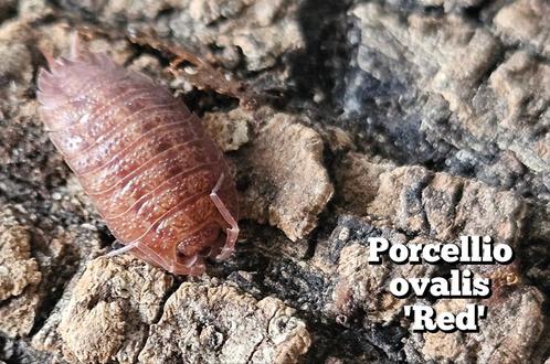 Porcellio ovalis 'Red', Dieren en Toebehoren, Insecten en Spinnen, Overige soorten