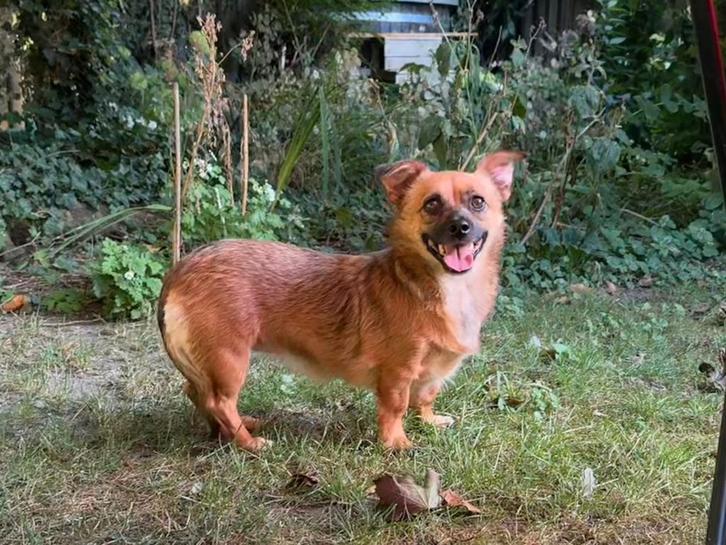 Alissa zoekt een baasje, Dieren en Toebehoren, Honden | Niet-rashonden, Klein, Teef, Handelaar, Eén hond, Buitenland, 1 tot 2 jaar