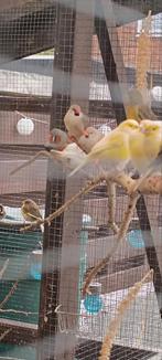 Te koop kanaries zebravinken Japansemeeuwen, Dieren en Toebehoren, Vogels | Overige Vogels, Meerdere dieren