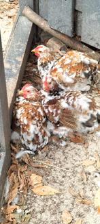 Cochin haantjes rood porselein., Dieren en Toebehoren, Pluimvee, Mannelijk, Kip