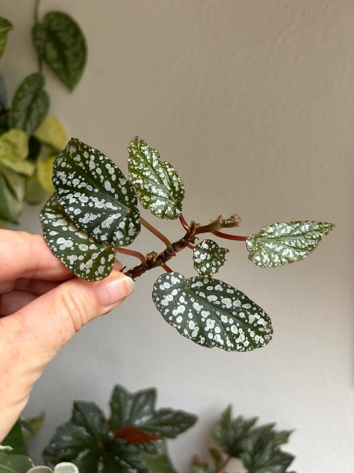 Begonia tiki carmen, meerdere stekken, zie advertentie, Huis en Inrichting, Kamerplanten, Minder dan 100 cm, Halfschaduw, Ophalen of Verzenden