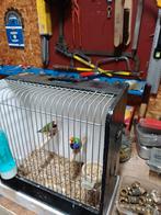 Mooi koppel oranjekop Gouldamadines, voor broed / kooi., Dieren en Toebehoren, Vogels | Overige Vogels, Meerdere dieren, Tropenvogel