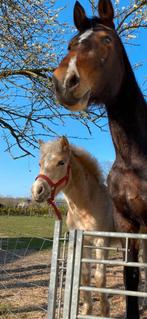Knappe 5 jarige Haflinger merrie, 3 tot 6 jaar, L, Recreatiepony, Merrie