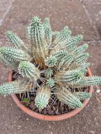 Euphorbia Mammilaria Variegata XXL p19, Ophalen of Verzenden, Halfschaduw, Minder dan 100 cm