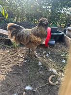 Gratis op te halen, 2 hanen., Dieren en Toebehoren, Pluimvee, Mannelijk, Kip