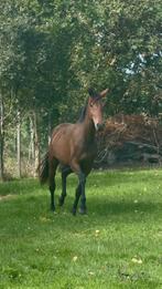 3 jarige merrie te koop, Ophalen, Dressuur