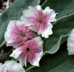 Lychnis C. Angels Blush | Prikneus | Chemievrij | P9, Overige soorten, Volle zon, Vaste plant, Ophalen of Verzenden