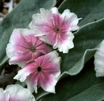 Lychnis C. Angels Blush | Prikneus | Chemievrij | P9 beschikbaar voor biedingen