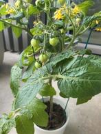 🍅Tomatenplant stekjes (ook op aanvraag), Ophalen of Verzenden, Minder dan 100 cm, Overige soorten, Zomer