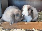 Lief minilop koppel, Meerdere dieren, Dwerg, Hangoor, 0 tot 2 jaar
