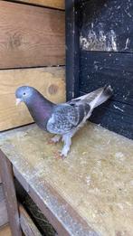 Takla duiven, Dieren en Toebehoren, Vogels | Duiven, Mannelijk