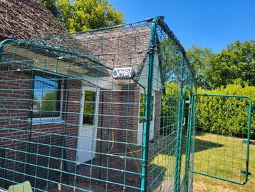 Katten of kippenren sta hoogte Omlet beschikbaar voor biedingen