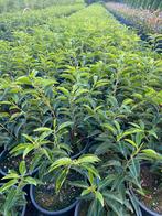 Portugese laurier 30cm in20cmpot €2 Photinia 40cm €2, Ophalen, Laurier, Minder dan 100 cm