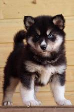 Schitterende Pomsky pups geboren 17 Januari, 8 tot 15 weken, Poolhond, Meerdere, Meerdere dieren