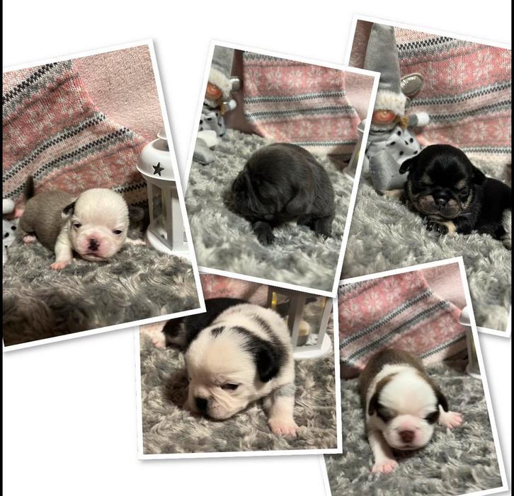 Unieke retro mopshond met unieke kleuren nog 2 van de 5, Dieren en Toebehoren, Honden | Chihuahua's en Gezelschapshonden, Meerdere dieren