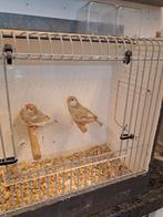 Koppel zebravinken, Dieren en Toebehoren, Vogels | Overige Vogels, Meerdere dieren, Geringd