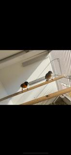Koppel kapoetsen sijzen, Meerdere dieren, Tropenvogel, Geringd