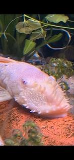 Grote albino algeneter, Dieren en Toebehoren, Vissen | Aquariumvissen, Vis