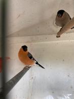 Noordse goudvink man., Mannelijk, Wildzangvogel, Geringd