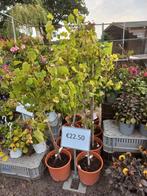 Druivenplant op stam, Bloeit niet, Overige soorten, 100 tot 250 cm, Ophalen