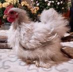 3 Cochin kriel haantjes(zijde en glad)+ 1 Brahma groot haan., Dieren en Toebehoren, Mannelijk, Kip