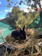 Duitse reus voedster ( otter ), Dieren en Toebehoren, Konijnen