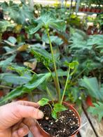 Alocasia Teletubbie - 12cm Pot, Ophalen of Verzenden, Minder dan 100 cm