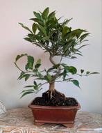 Citrus Kumquat bonsai 14 jaar, Ophalen of Verzenden, Overige soorten, Minder dan 100 cm