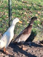 2 loopeenden 2025, Meerdere dieren, Eend