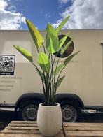 Kunst Strelitzia Nicolai in pot Mineral Haily, Verzenden, Overige soorten, Volle zon