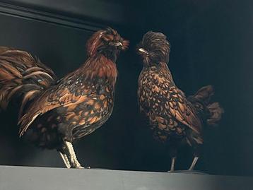 Prachtige koppeltje opgezette kuifhoenders beschikbaar voor biedingen