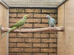 Halsbandparkieten, Dieren en Toebehoren, Meerdere dieren, Parkiet