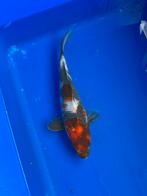 Showa, Dieren en Toebehoren, Vissen | Vijvervissen, Karper of Koi