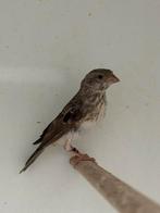 Witstuit edelzanger - serinus leucopygius, Meerdere dieren, Tropenvogel, Geringd