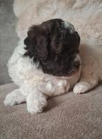 💞 Mini labradoodle - Hypoallergeen 💞 MAG NU VERHUIZEN 💞, Dieren en Toebehoren, Honden | Chihuahua's en Gezelschapshonden, CDV (hondenziekte)