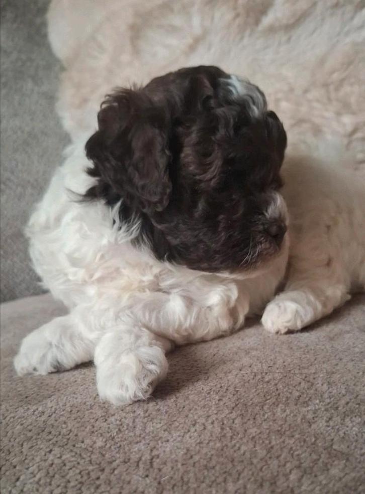 💞 Mini labradoodle - Hypoallergeen 💞 MAG NU VERHUIZEN 💞, Dieren en Toebehoren, Honden | Chihuahua's en Gezelschapshonden, Reu