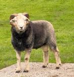Herdwick ram, Dieren en Toebehoren, Schapen, Geiten en Varkens, Mannelijk, Schaap, 0 tot 2 jaar