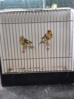 Putters l, Meerdere dieren, Wildzangvogel