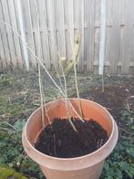 uitgezaaide Hibiscussen uit eigen tuin (paars), Overige soorten, Lente, Minder dan 100 cm, Ophalen